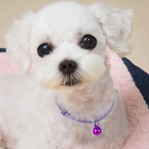 문펫 러블리 오색매듭 방울목걸이