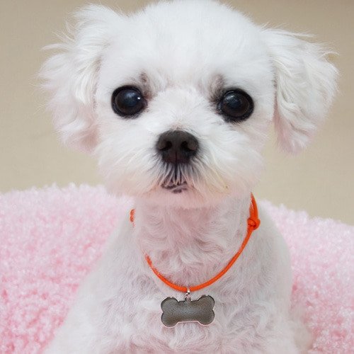 문펫 러블리 오색매듭 인식표 목걸이