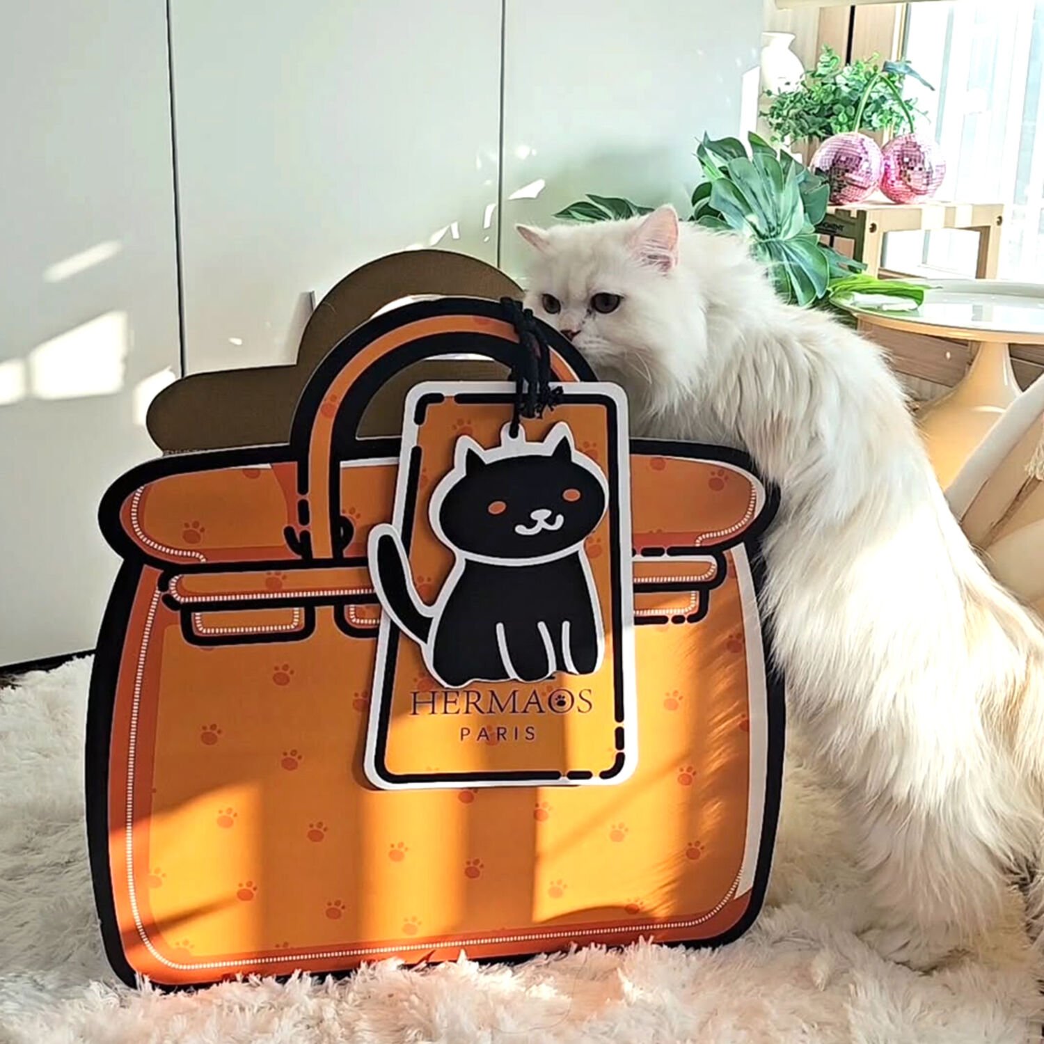 도트캣 엘리스 럭셔리 스크래쳐