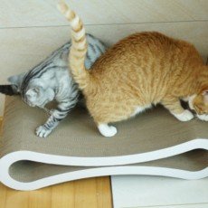 오케이펫코리아 고양이 스크래쳐 탱글이 2개 세트